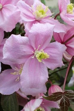 Mayleen Montana Clematis - 1 Gallon Pot 18 Mayleen Montana Clematis - 1 Gallon Pot -SHRUBS and BUSHES Shop clematis montana mayleen 5