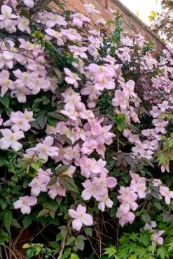 Mayleen Montana Clematis - 1 Gallon Pot 17 Mayleen Montana Clematis - 1 Gallon Pot -SHRUBS and BUSHES Shop clematis montana mayleen 6