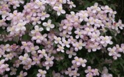 Montana Rubens Clematis - 1 Gallon Pot -SHRUBS and BUSHES Shop clematis montana rubens 12