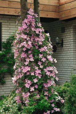 Montana Rubens Clematis - 1 Gallon Pot -SHRUBS and BUSHES Shop clematis montana rubens 2