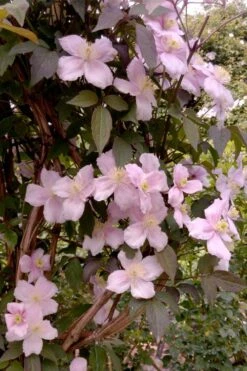 Montana Rubens Clematis - 1 Gallon Pot -SHRUBS and BUSHES Shop clematis montana rubens 6