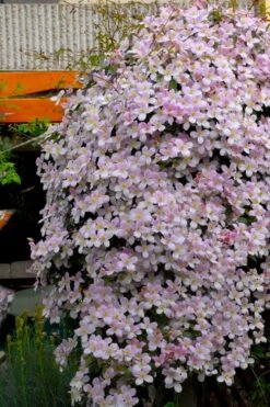 Montana Rubens Clematis - 1 Gallon Pot -SHRUBS and BUSHES Shop clematis montana rubens 8