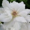 Mrs. George Jackman Clematis - 1 Gallon Pot -SHRUBS and BUSHES Shop clematis mrs george jackman 10