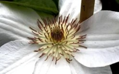 Mrs. George Jackman Clematis - 1 Gallon Pot -SHRUBS and BUSHES Shop clematis mrs george jackman 8