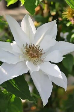 Mrs. George Jackman Clematis - 1 Gallon Pot -SHRUBS and BUSHES Shop clematis mrs george jackman 9