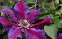 Mrs. Norman Thompson Clematis - 1 Gallon Pot 13 Mrs. Norman Thompson Clematis - 1 Gallon Pot -SHRUBS and BUSHES Shop clematis mrs n thompson 1