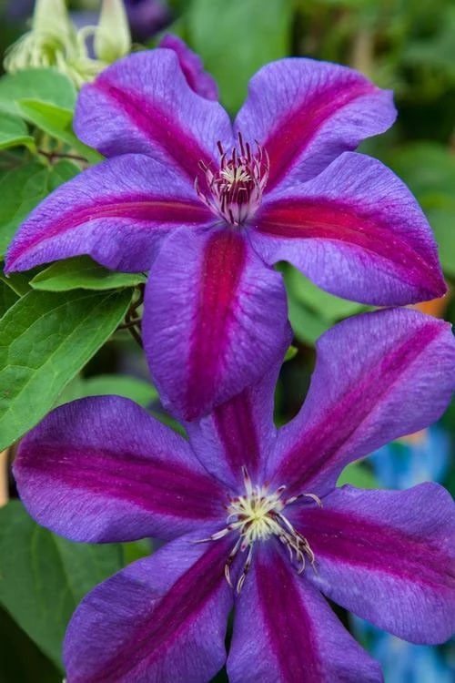 Mrs. Norman Thompson Clematis - 1 Gallon Pot 7 Mrs. Norman Thompson Clematis - 1 Gallon Pot - Image 5