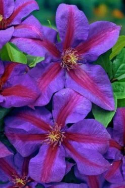 Mrs. Norman Thompson Clematis - 1 Gallon Pot 15 Mrs. Norman Thompson Clematis - 1 Gallon Pot -SHRUBS and BUSHES Shop clematis mrs norman thompson 20