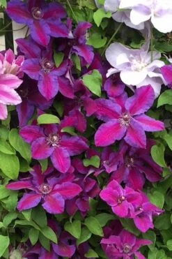 Mrs. Norman Thompson Clematis - 1 Gallon Pot 16 Mrs. Norman Thompson Clematis - 1 Gallon Pot -SHRUBS and BUSHES Shop clematis mrs norman thompson 25
