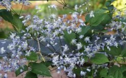 Mrs. Robert Brydon Clematis - 1 Gallon Pot -SHRUBS and BUSHES Shop clematis mrs robert brydon 11