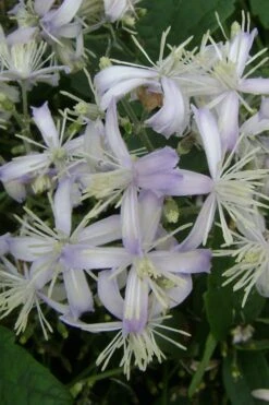 Mrs. Robert Brydon Clematis - 1 Gallon Pot -SHRUBS and BUSHES Shop clematis mrs robert brydon 3