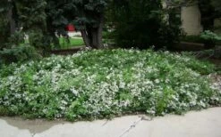 Mrs. Robert Brydon Clematis - 1 Gallon Pot -SHRUBS and BUSHES Shop clematis mrs robert brydon 4