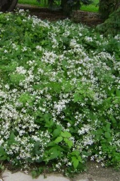 Mrs. Robert Brydon Clematis - 1 Gallon Pot -SHRUBS and BUSHES Shop clematis mrs robert brydon 6