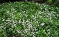 Mrs. Robert Brydon Clematis - 1 Gallon Pot -SHRUBS and BUSHES Shop clematis mrs robert brydon 8