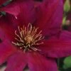 Picardy Clematis - 1 Gallon Pot 1 Picardy Clematis - 1 Gallon Pot -SHRUBS and BUSHES Shop clematis picardy 7