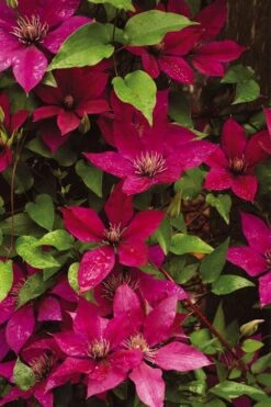 Picardy Clematis - 1 Gallon Pot -SHRUBS and BUSHES Shop clematis picardy 9