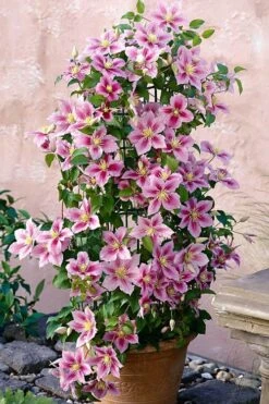 Piilu Clematis (Little Duckling) - 1 Gallon Pot -SHRUBS and BUSHES Shop clematis piilu 3