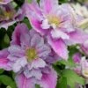 Piilu Clematis (Little Duckling) - 1 Gallon Pot -SHRUBS and BUSHES Shop clematis piilu 4