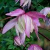 Pink Flamingo Clematis - 1 Gallon Pot -SHRUBS and BUSHES Shop clematis pink flamingo 8