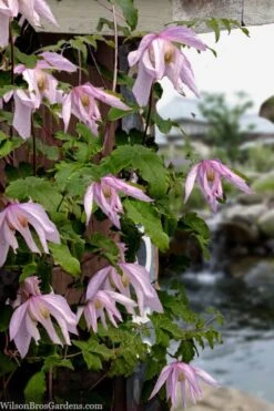 Pink Flamingo Clematis - 1 Gallon Pot -SHRUBS and BUSHES Shop clematis pink flamingo 9