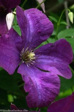 Polish Spirit Clematis - 1 Gallon Pot -SHRUBS and BUSHES Shop clematis polish spirit 1