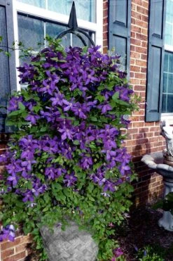 Polish Spirit Clematis - 1 Gallon Pot -SHRUBS and BUSHES Shop clematis polish spirit 10