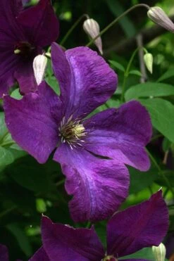 Polish Spirit Clematis - 1 Gallon Pot -SHRUBS and BUSHES Shop clematis polish spirit 2