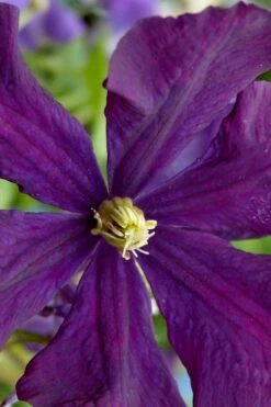 Polish Spirit Clematis - 1 Gallon Pot -SHRUBS and BUSHES Shop clematis polish spirit 5