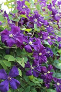 Polish Spirit Clematis - 1 Gallon Pot -SHRUBS and BUSHES Shop clematis polish spirit 6