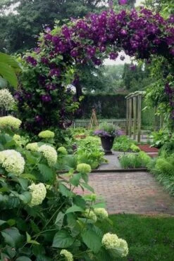 Polish Spirit Clematis - 1 Gallon Pot -SHRUBS and BUSHES Shop clematis polish spirit 7