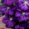 Polish Spirit Clematis - 1 Gallon Pot -SHRUBS and BUSHES Shop clematis polish spirit 9