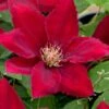 Rebecca Clematis - 1 Gallon Pot -SHRUBS and BUSHES Shop clematis rebecca 11