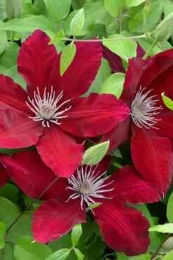 Rebecca Clematis - 1 Gallon Pot -SHRUBS and BUSHES Shop clematis rebecca 5