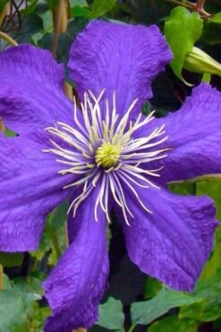 Rhapsody Clematis - 1 Gallon Pot -SHRUBS and BUSHES Shop clematis rhapsody 3