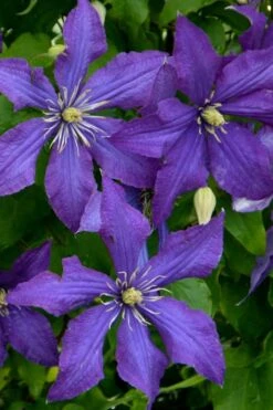 Rhapsody Clematis - 1 Gallon Pot -SHRUBS and BUSHES Shop clematis rhapsody 4