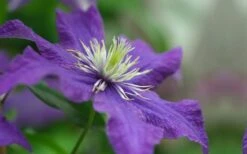 Rhapsody Clematis - 1 Gallon Pot -SHRUBS and BUSHES Shop clematis rhapsody 5