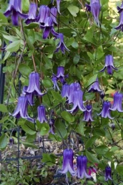 Roguchi Clematis - 1 Gallon Pot -SHRUBS and BUSHES Shop clematis roguchi 11