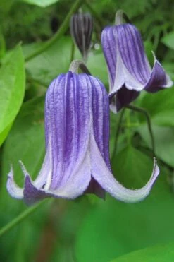 Roguchi Clematis - 1 Gallon Pot -SHRUBS and BUSHES Shop clematis roguchi 6