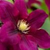 Rosemoor Clematis - 1 Gallon Pot -SHRUBS and BUSHES Shop clematis rosemoor 4