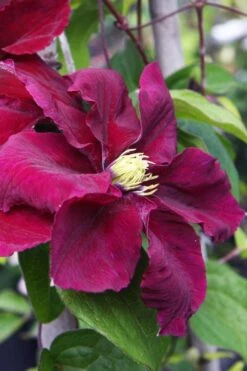 Rosemoor Clematis - 1 Gallon Pot -SHRUBS and BUSHES Shop clematis rosemoor 5