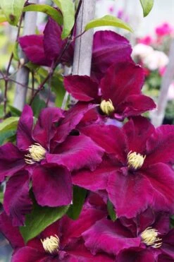 Rosemoor Clematis - 1 Gallon Pot -SHRUBS and BUSHES Shop clematis rosemoor 6