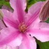 Sally Clematis - 1 Gallon Pot -SHRUBS and BUSHES Shop clematis sally 21