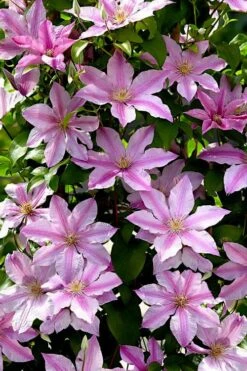 Sally Clematis - 1 Gallon Pot -SHRUBS and BUSHES Shop clematis sally 22