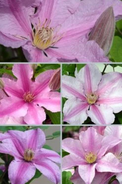 Sally Clematis - 1 Gallon Pot -SHRUBS and BUSHES Shop clematis sally 24