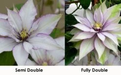 Samaritan Jo Clematis - 1 Gallon Pot -SHRUBS and BUSHES Shop clematis samaritan jo 8