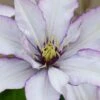 Samaritan Jo Clematis - 1 Gallon Pot -SHRUBS and BUSHES Shop clematis samaritan jo 9