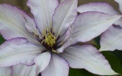 Samaritan Jo Clematis - 1 Gallon Pot -SHRUBS and BUSHES Shop clematis samaritan joe 1