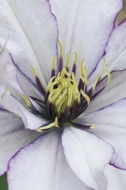 Samaritan Jo Clematis - 1 Gallon Pot -SHRUBS and BUSHES Shop clematis samaritan joe 4