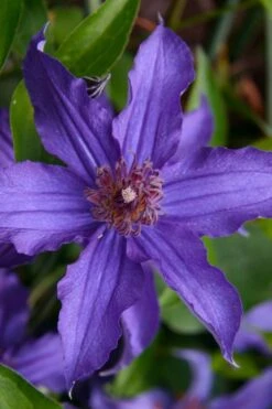 Sapphire Indigo Clematis - 1 Gallon Pot -SHRUBS and BUSHES Shop clematis sapphire indigo 1