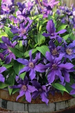Sapphire Indigo Clematis - 1 Gallon Pot -SHRUBS and BUSHES Shop clematis sapphire indigo 4